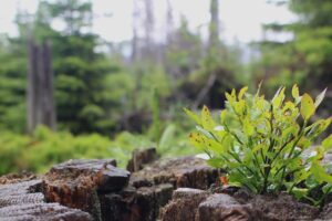 Photo by Justin Dream green plant on brown rock